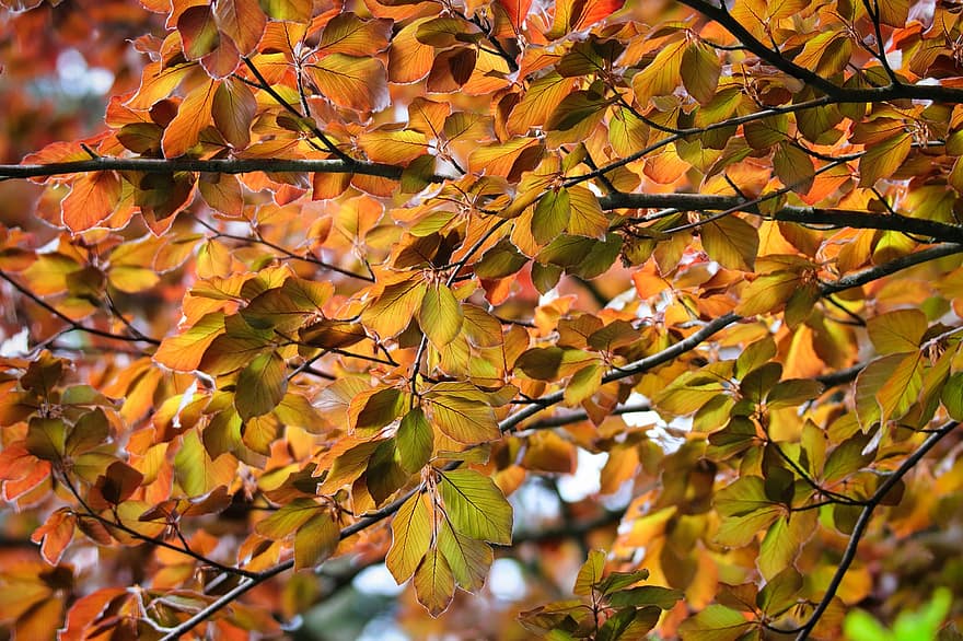φύλλα, φηγός, φυλλοβόλο δέντρο, πολύχρωμα, χαλκό οξιάς