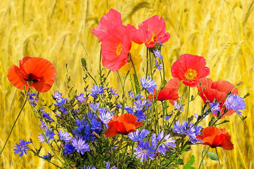 lý lịch, Thiên nhiên, những bông hoa, cây thuốc phiện, bông bắp, lúa mì, cánh đồng, mùa hè, Đầy màu sắc