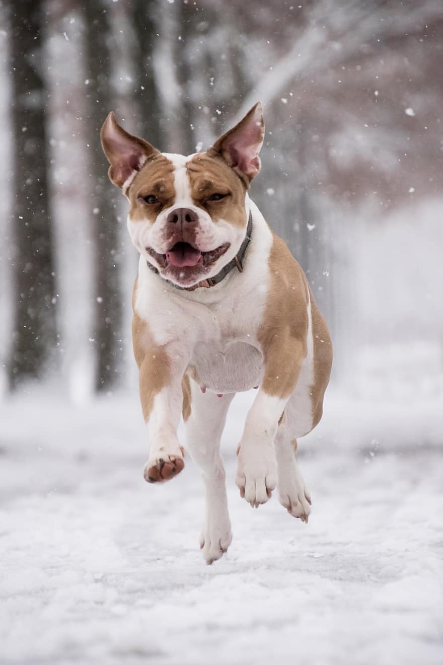 boxer, cão, neve, nevando, animal, cão doméstico, canino, mamífero, fofa, queda de neve, corrida