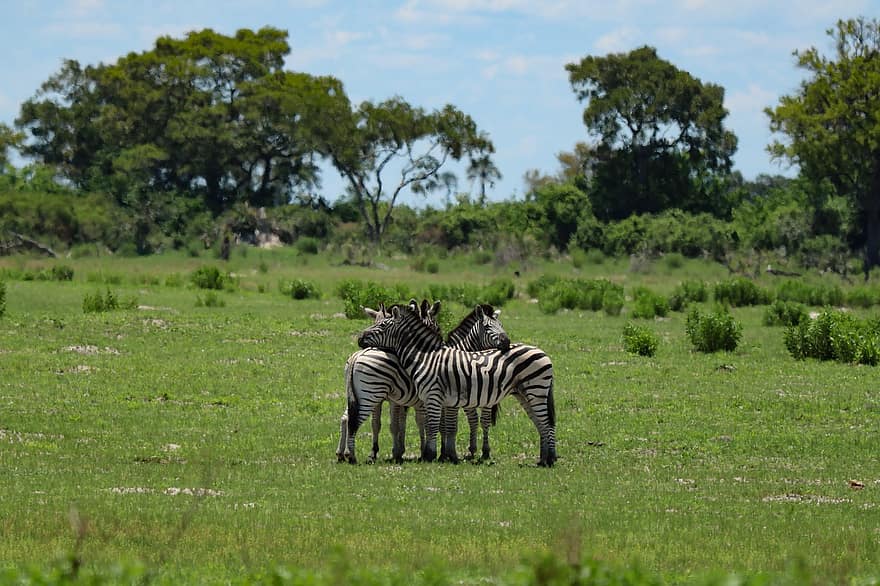 zebra's, paarden, strepen, dieren, paardachtigen, Ruiters, dieren in het wild, zoogdieren