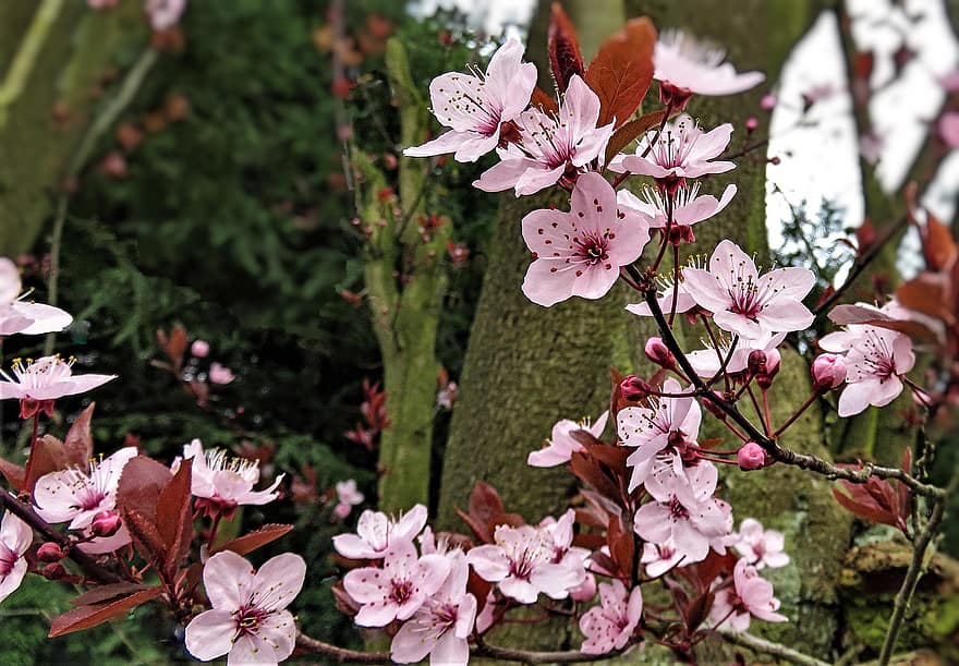 bunga sakura, bunga-bunga, musim semi, kelopak, bunga-bunga merah muda, kebangkitan musim semi, berkembang, mekar, flora, cabang, pohon sakura jepang