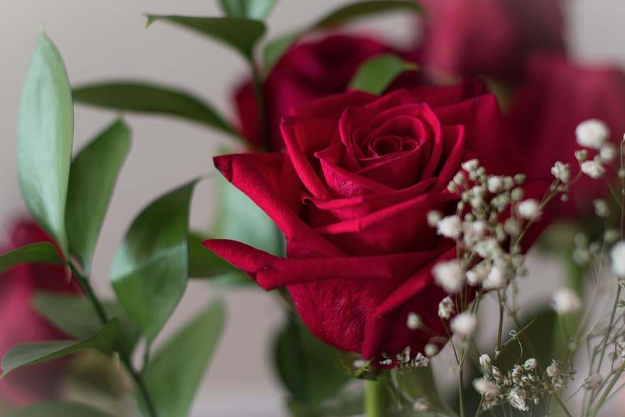червен, роза, цвят, природа, романтичен, валентинки, флора, цвете, растения, градина, прясно