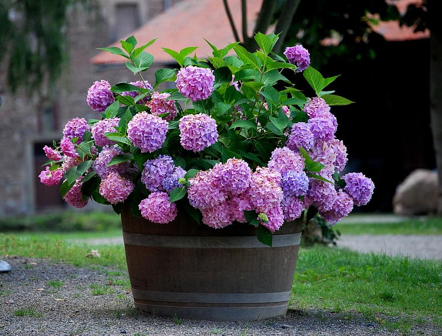 violetinė, hydrangeas, gėlė, sodas