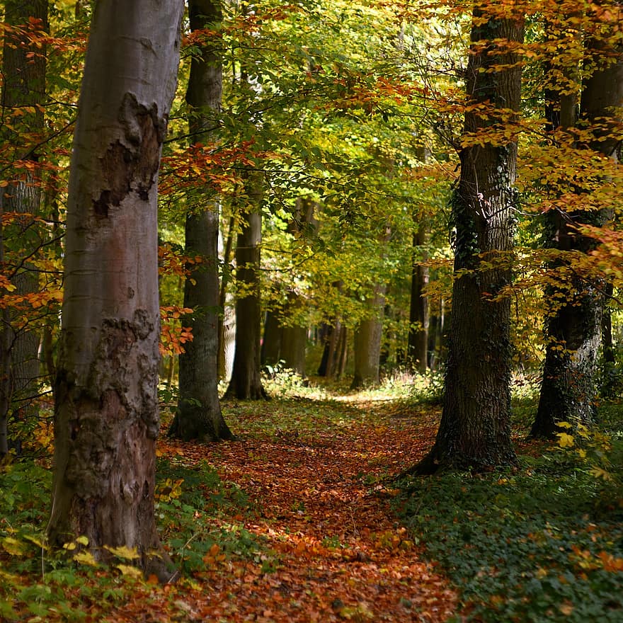 деревья, автострада, парк, осень, Осенние листья, природа, пейзаж, ходить, Юпитер 9, Погода, лес