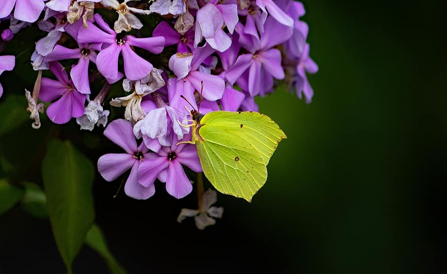 gonepteryx rhamni, papallona, error, ales, antenes, Phloxpaniculata, tardor, jardí