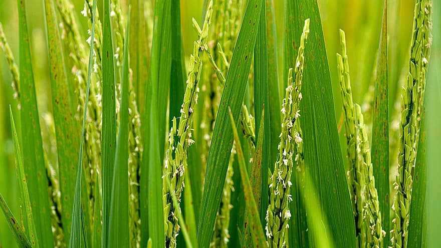 riz, feuilles, champ, récolte, rural, agriculture, paddy, ferme, de plein air, campagne, l'automne