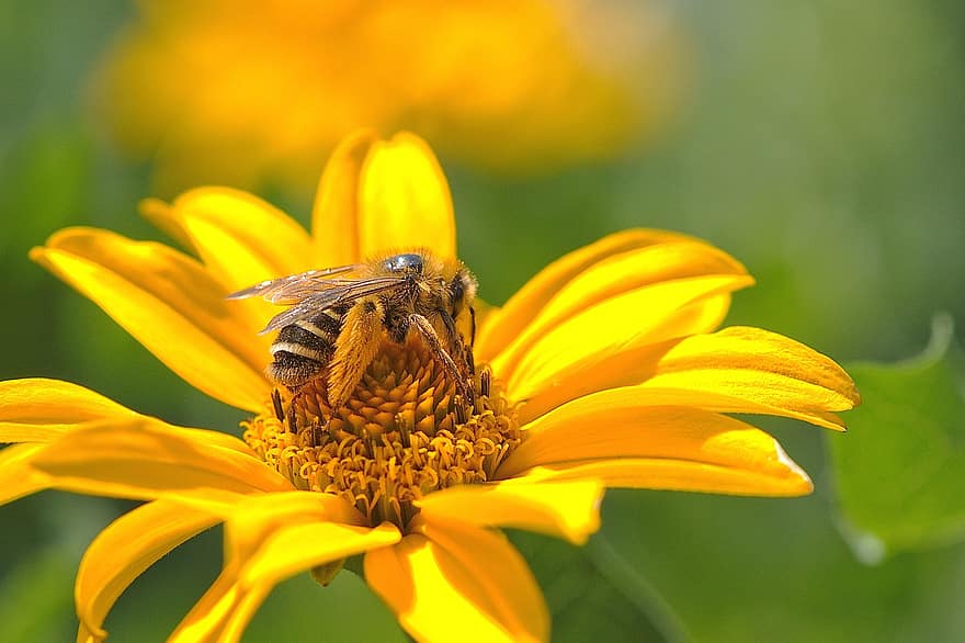 pszczoła, pszczoła miodna, owad, Natura, pyłek, ścieśniać, makro, torby, kwitnąć, kwiat, żółty