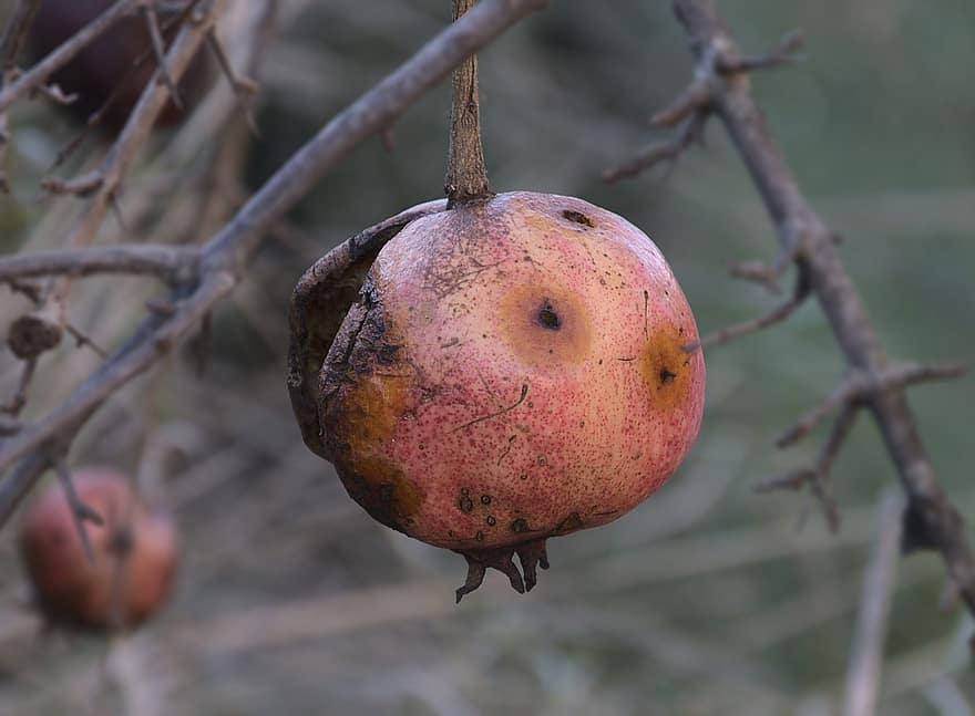 Pomegranate, Fruit, Rotten, Dried, Wilted, Branch, Twigs, Pomegranate Tree, Tree, Winter, Cold