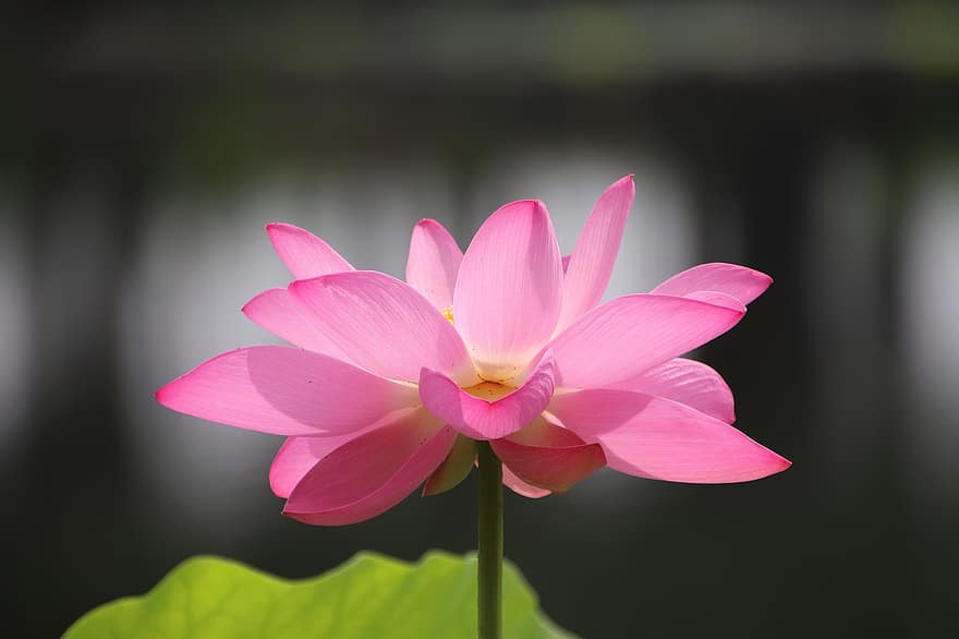 Lotus, Flower, Plant, Petals, Water Lily, Bloom, Blossom, Blooming, Aquatic Plant, Flora, Pond