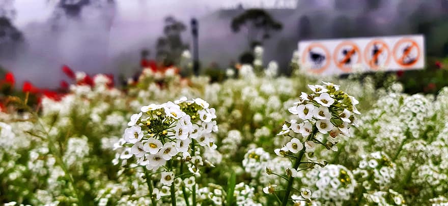 alyssum, flores, jardim, plantas, flores brancas, flor, Flor