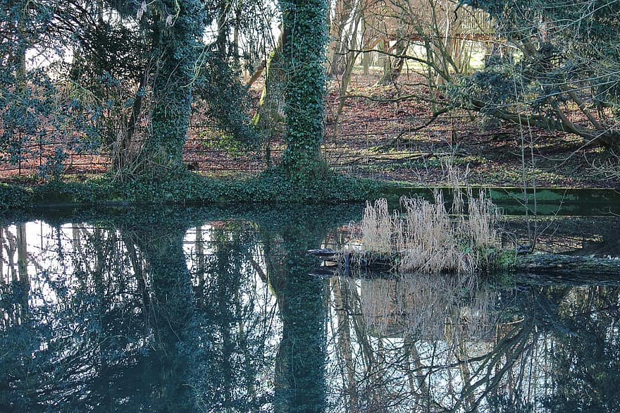 Pond, Forest, Nature, Marsh, Reflection, Trees, Water