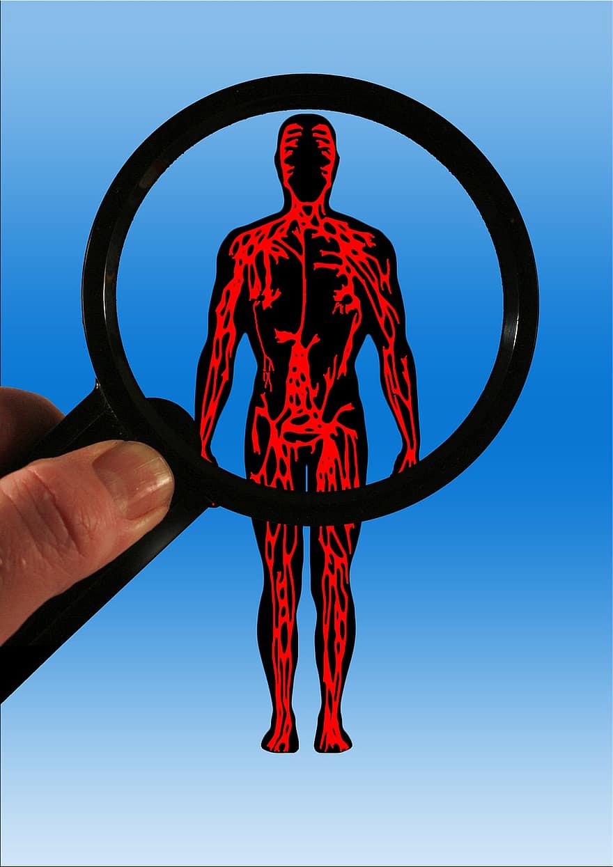 الجسم ، الدورة الدموية ، أترين ، عروق ، دائرة كهربائية