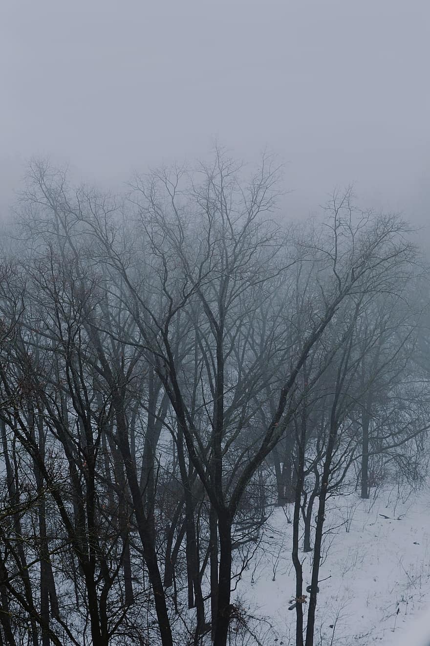Winter, Nebel, Wald, Bäume, Schnee, Natur, Landschaft, nebelig