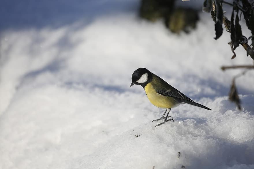 Kohlmeise, Vogel, Schnee, tit, Tier, Tierwelt, Gefieder, Winter, Natur, Vögel beobachten