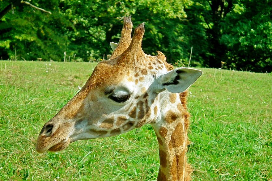 žirafa, zvíře, Příroda, volně žijících živočichů, savec, safari, dlouhé hrdlo, dlouhosrstý, fotografování divoké zvěře