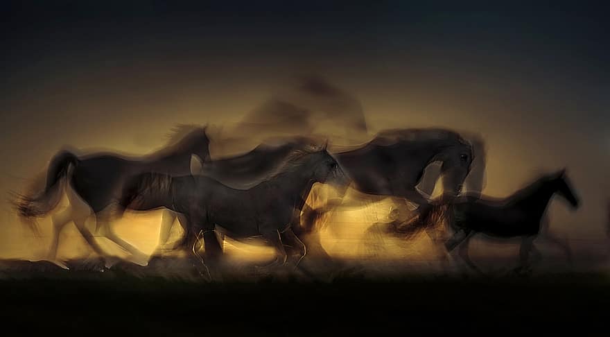 кінь, захід сонця
