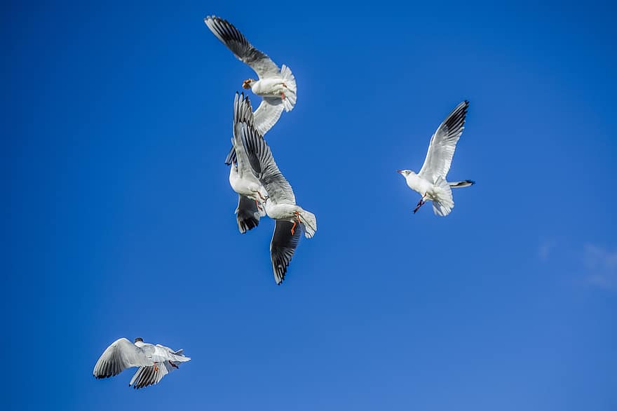 Albatros, Vögel, fliegend, Himmel, Seevögel, Tiere, Tierwelt, Flug, Flügel, Gefieder, Blau