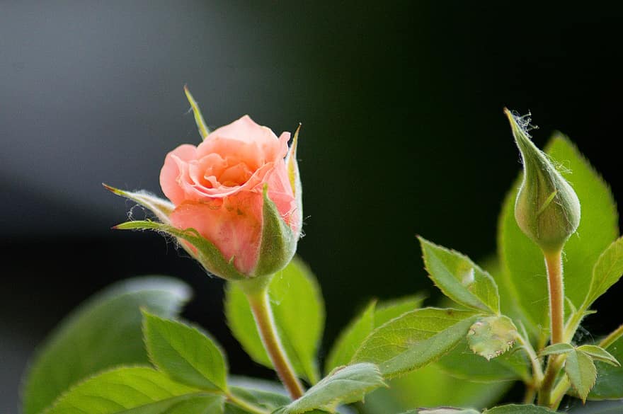pieauga, ziedu pumpuri, ziedoši ziedi, zieds, rozā roze, rozā zieds, raksturs, pavasarī