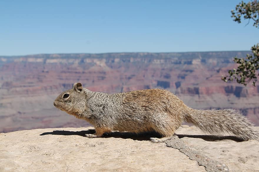 cão de pradaria, roedor, grand canyon, animal, animais selvagens, arizona