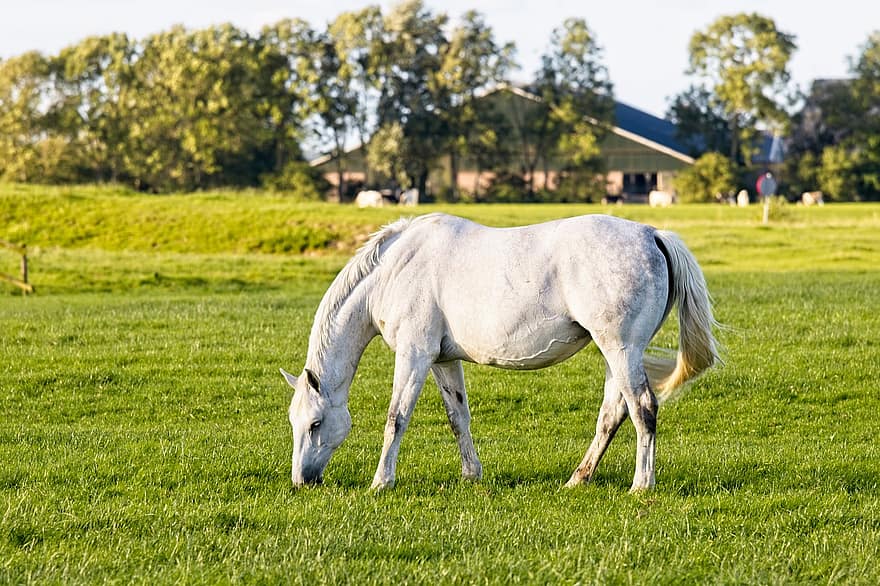 arklys, ganyklose, ganymas, paddock, žolė, ūkis, manevras, arklinių šeimos gyvūnai, baltas žirgas, valgymas, pievos
