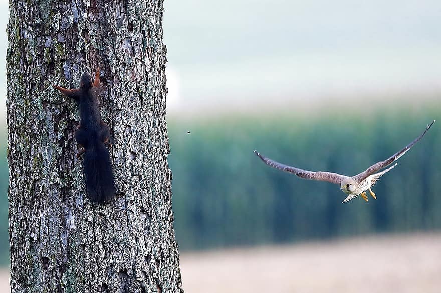 Kestrel, Falcon, Squirrel, Rodent, Tree, Curious, Vigilant, Flight, Bird Of Prey