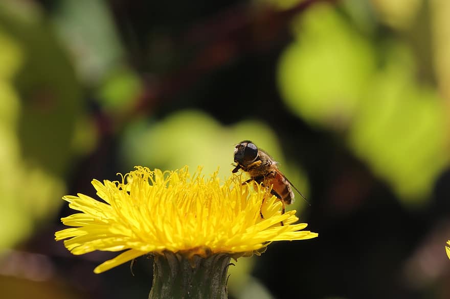 gul blomst, pollinering, Bie, blomst, løvetann, natur, makro, nærbilde, gul, insekt, sommer