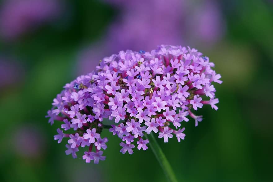 フラワーズ、小さな花、紫色の花、花びら、紫色の花びら、バーベナバーベナ、咲く、花、フローラ、植物