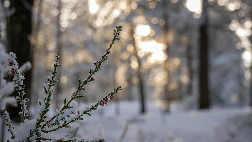 zăpadă, ramură, copac, iarnă, a închide, acoperit cu zăpadă, acoperit, rece, sezonier, verde, natură