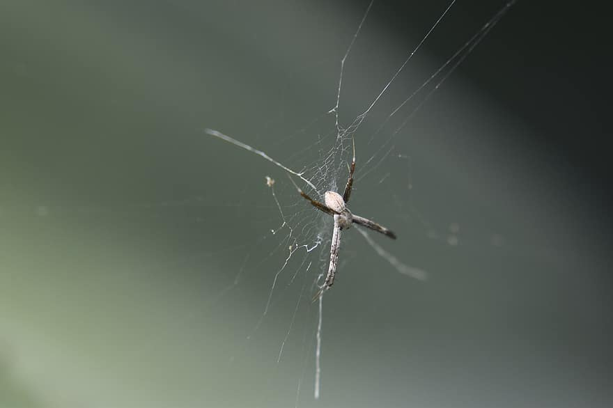 Spinne, Insekt, Spinnennetz, Makro