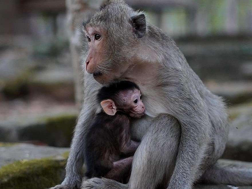 サル、赤ちゃん猿、母乳育児、母、動物たち、霊長類、動物の赤ちゃん