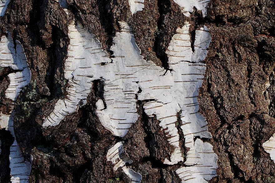 birk bark, Sukker Birk, bark, birk, struktur, træ, baggrunde, tæt på, træstamme, Skov, mønster