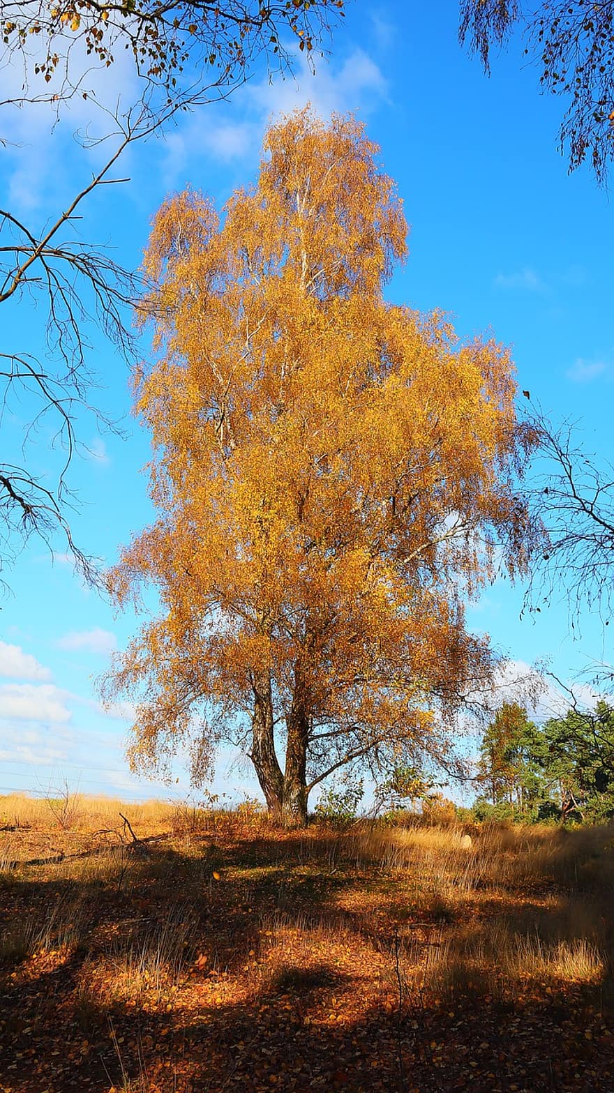 árvore de vidoeiro, outono, Prado, campo, natureza, árvore, amarelo, temporada, floresta, cena rural, folha