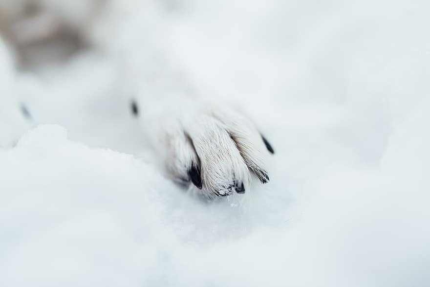 łapa, pies, zwierzę domowe, zwierzę, śnieg, ochrypły, zimowy, zwierzęta domowe, zbliżenie, psi, szczeniak