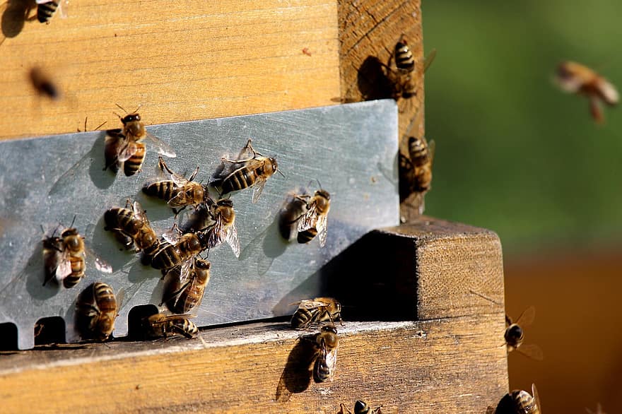 النحل ، الحشرات ، دقيق ، نحل العسل ، الحشرات المجنحة ، خلية نحل ، عسل ، سرب من النحل ، أجنحة ، الحضنة ، غشاء البكارة