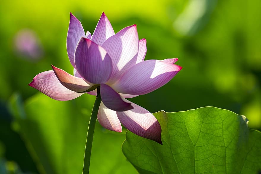 lotus, blomma, rosa blomma, Lotus blomma, lotusblad, kronblad, rosa kronblad, flora, vattenväxter, natur