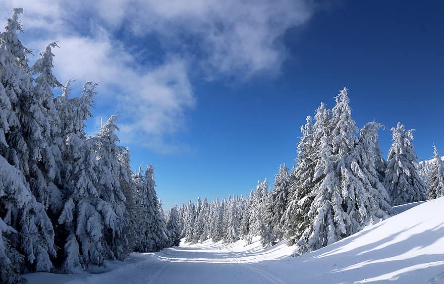 skog, bergen, vinter-, vinterlandskap, natur, träd, snö, blå, landskap, berg, säsong