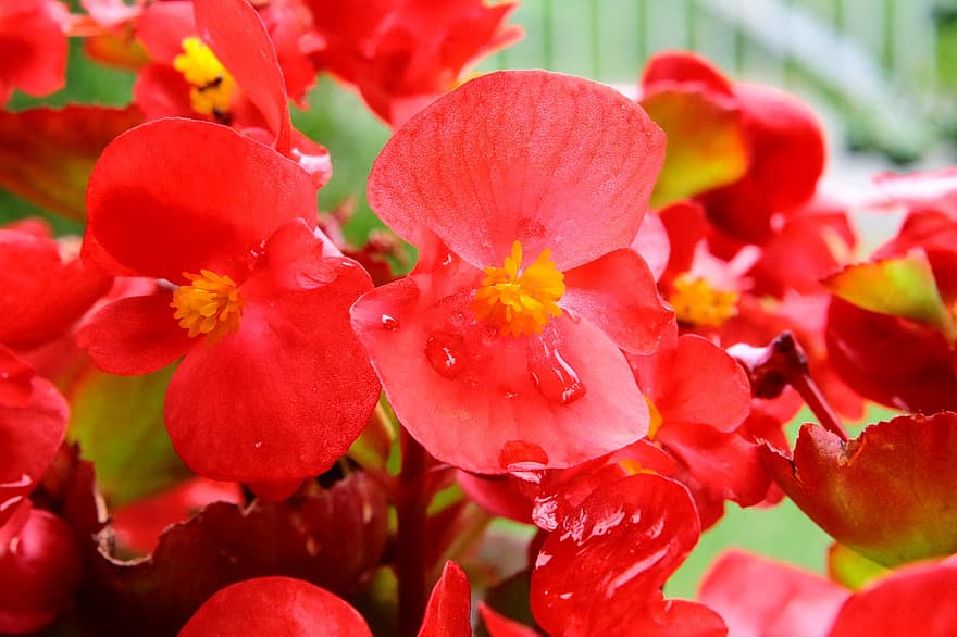 червени цветя, Бегония с ангелско крило, градина, природа