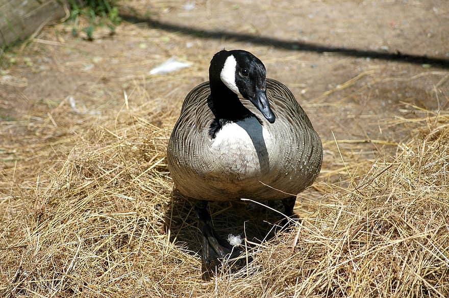 Canada Goose, Bird, Animal, Goose, Waterfowl, Water Bird, Aquatic Bird