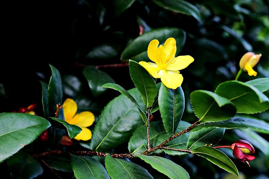 hypercum, květ, rostlina, žlutý květ, listy, okvětní lístky, flóra, Příroda, list, detail, zelená barva