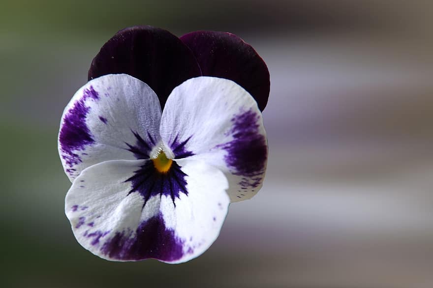 fikus, blå vit, blomma, violett