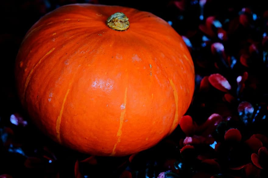 zucca, verdura, Organico fresco, Halloween, autunno, ottobre, stagione, giallo, foglia, colore arancione, avvicinamento