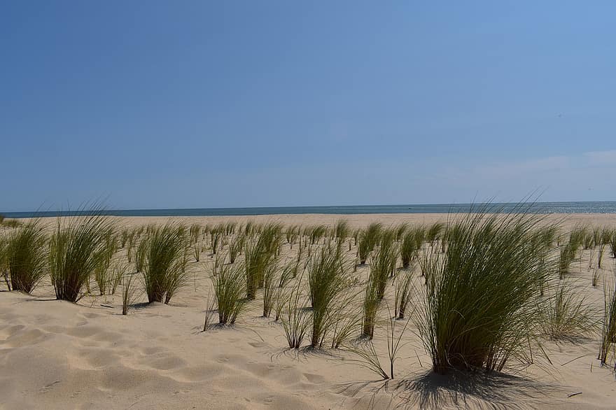 areia, duna, grama, de praia, oceano, natureza, horizonte, panorama