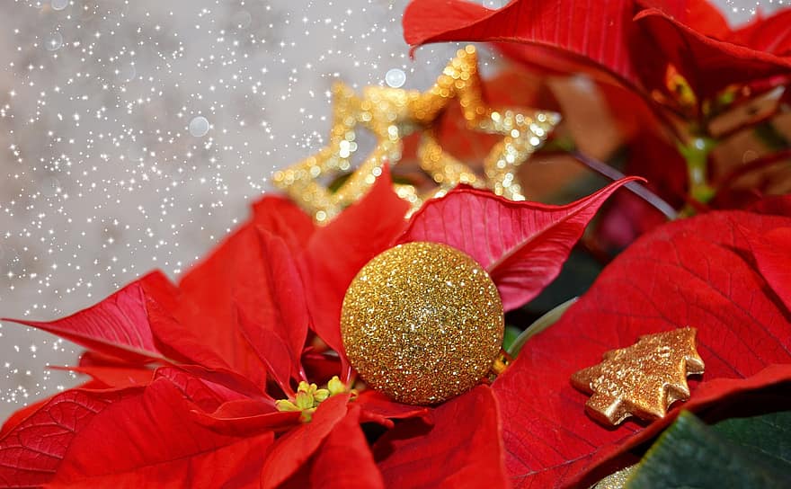 poinsettia, adventsstern, stella di natale, fiore, Avvento, Motivo natalizio natalizio, Natale, rosso, oro, luccichio, decorazione natalizia