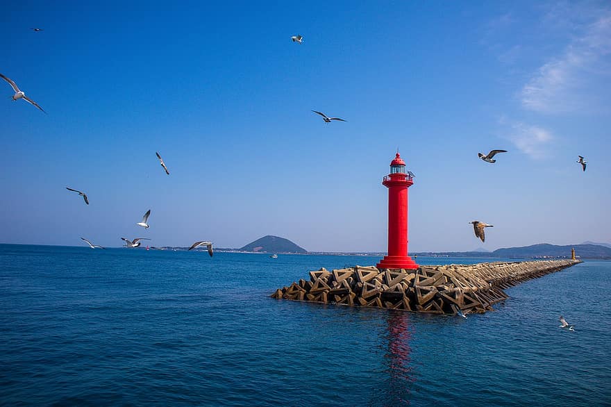 đảo Jeju, Nam Triều Tiên, biển, đại dương, mòng biển, màu xanh da trời, Nước, đường bờ biển, bay, mùa hè, du lịch