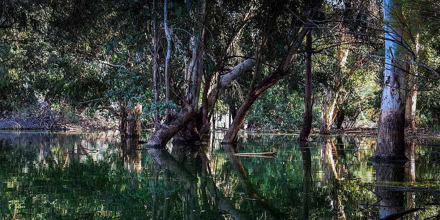bomen, moeras, wetland, water, reflecties, natuur, Bos, Nationaal park Athalassa, Nicosia, boom, groene kleur