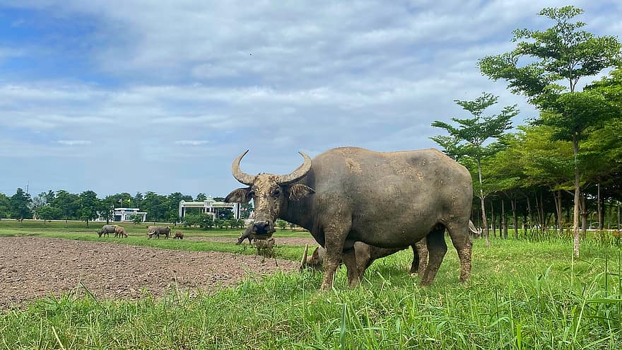 bøffel, horn, drøvtygger, thai buffalo, græs, græsarealer, dyr