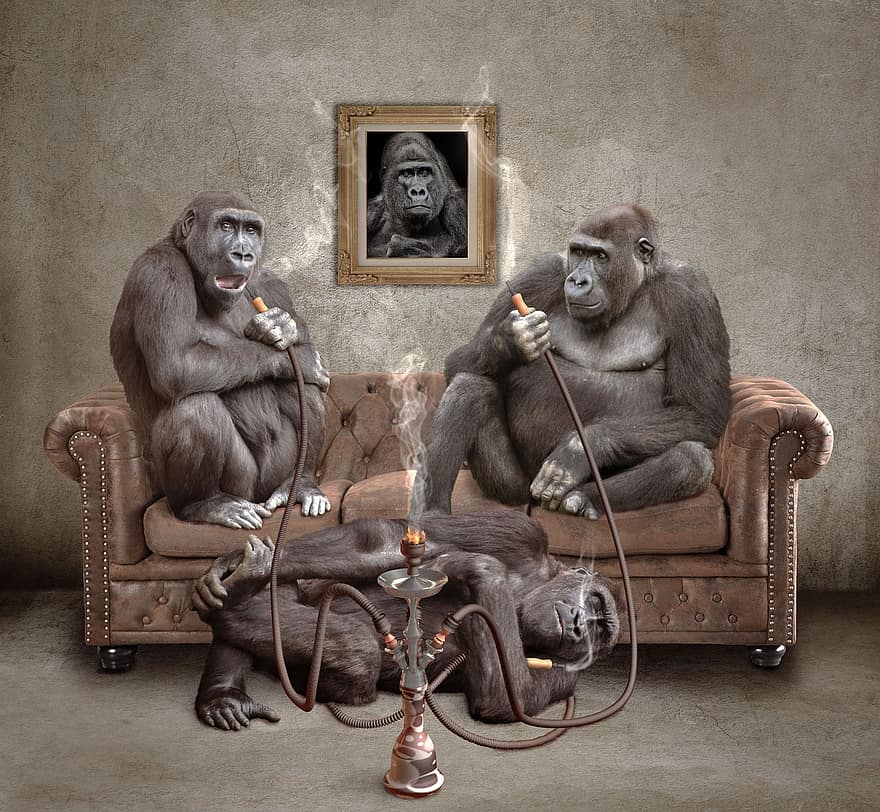 ape, hookah, shisha, røyke, slappe av, hvile, fotomontasje