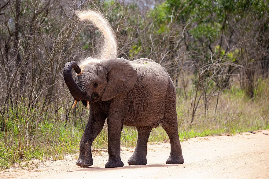 dramblys, gyvūnas, safari, jaunas dramblys, žinduolių, laukinis gyvūnas, laukinės gamtos, fauna, dykumoje