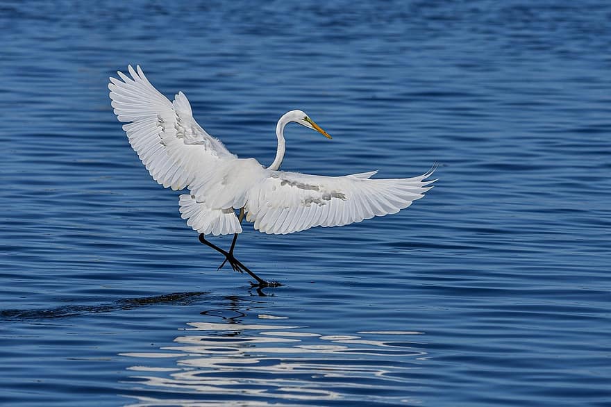 heron, egret, river, feather, blue, flying, beak, animals in the wild, water, summer, seagull
