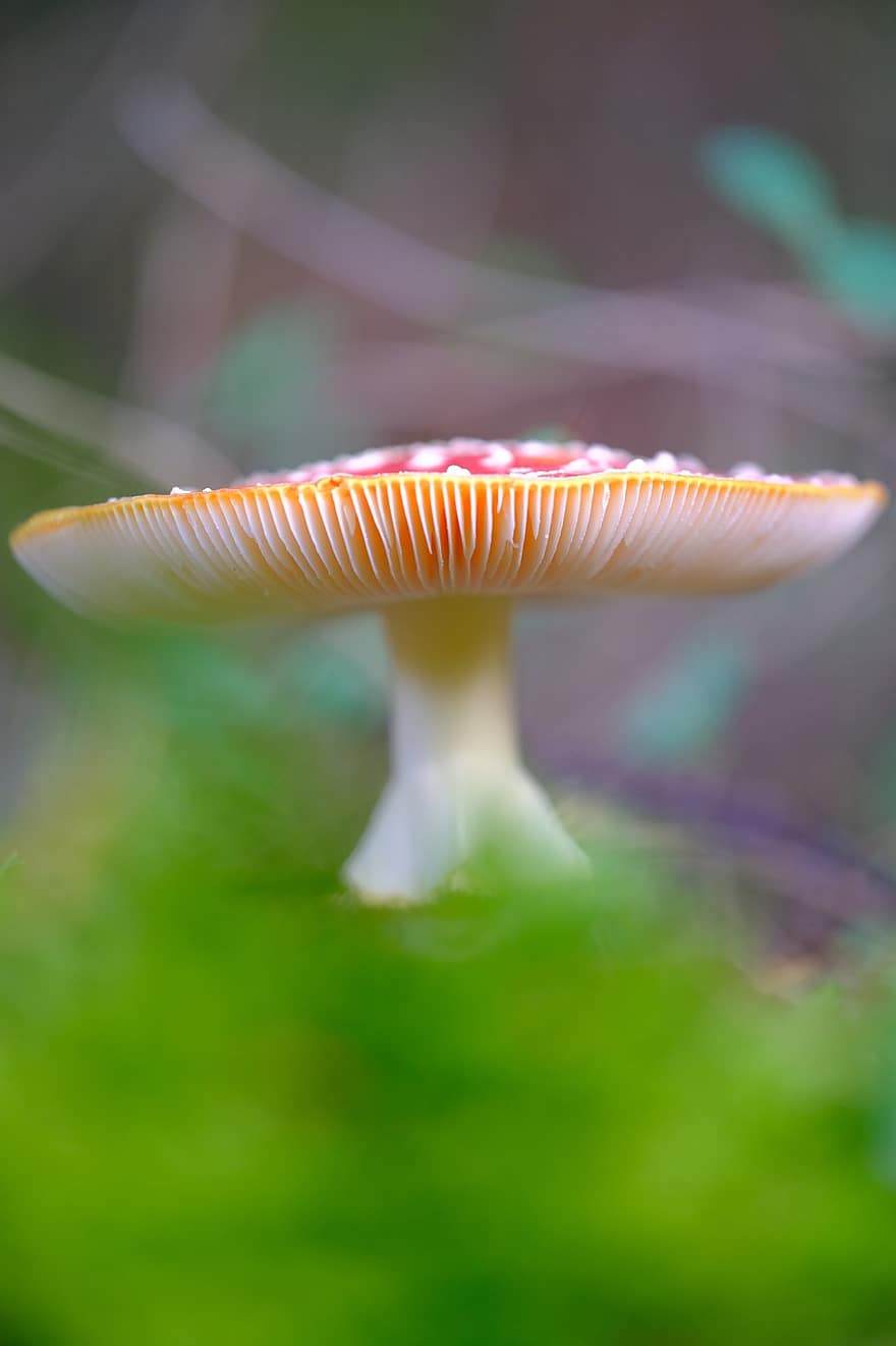 Mushroom, Plant, Toadstool, Fungus, Mycology, Forest, Wild, close-up, macro, autumn, green color